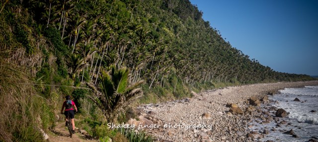 Nikau palm lined coastline on heapy track