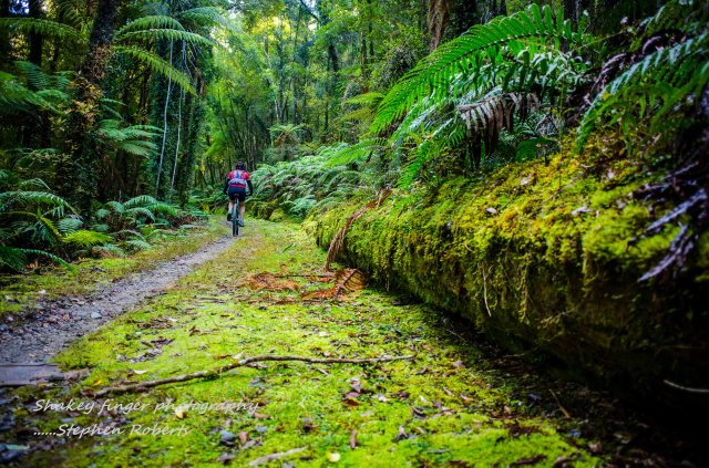 forest of green Mahinapua walkway